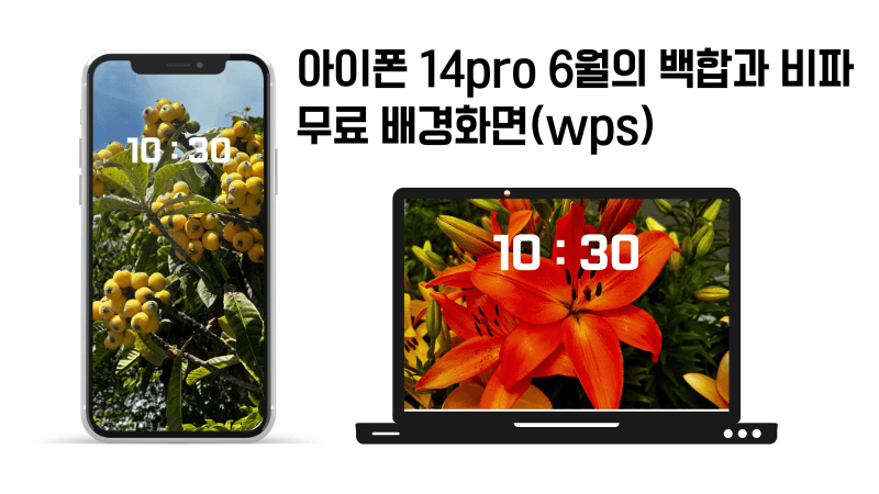 아이폰14pro로 찍은 아시아틱 백합과 비파 배경화면 공유(wps)