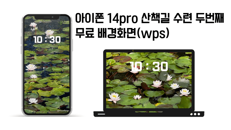 아이폰14pro로 찍은 산책길 수련 두번째 배경화면 공유
